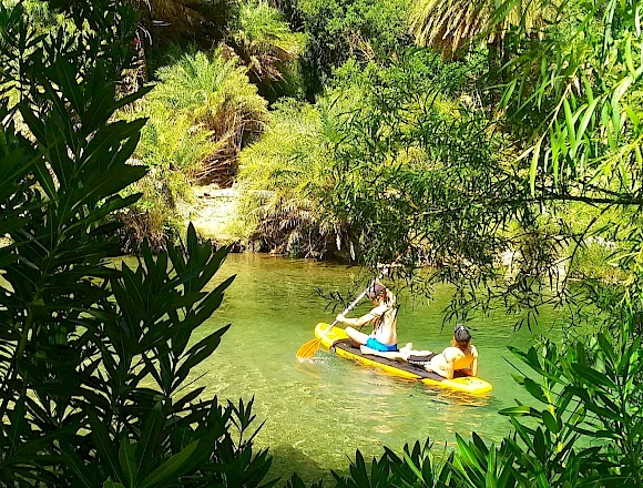 PALM FOREST PREVELI