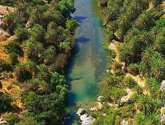 PALM FOREST PREVELI