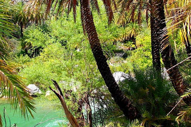 The forest of palms is the second largest of its sort in Crete.